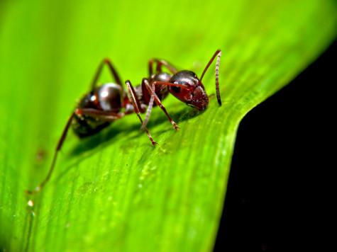 How to attract ants