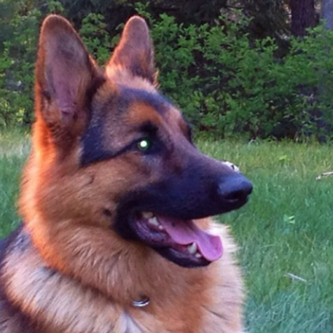 The Bertone's dog, Suki