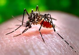 A mosquito transmitting the Zika virus