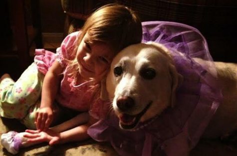 How animals help