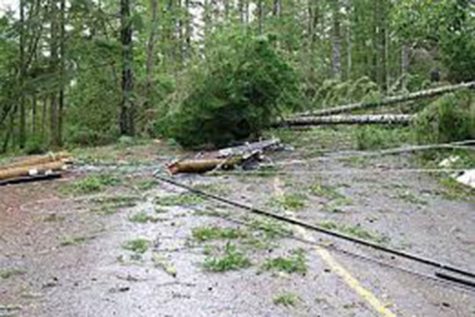 The war on trees