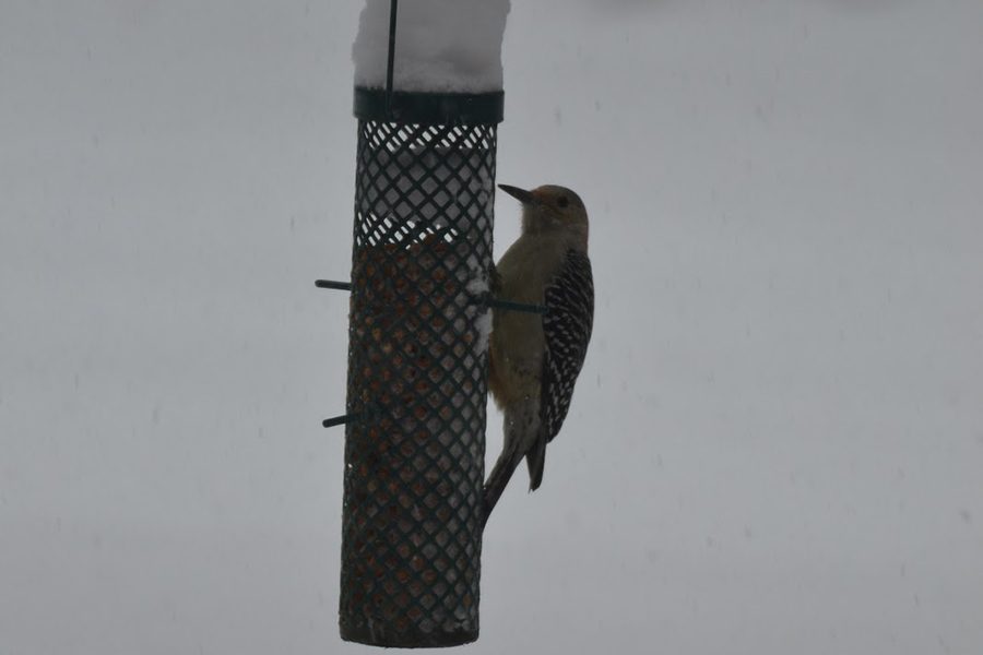 A sole woodpecker refuses to accept the change in season. This early November snowstorm threw quite the curveball to residents and wildlife alike as calls were made to scramble for the preservations needed for the cold hard months ahead.