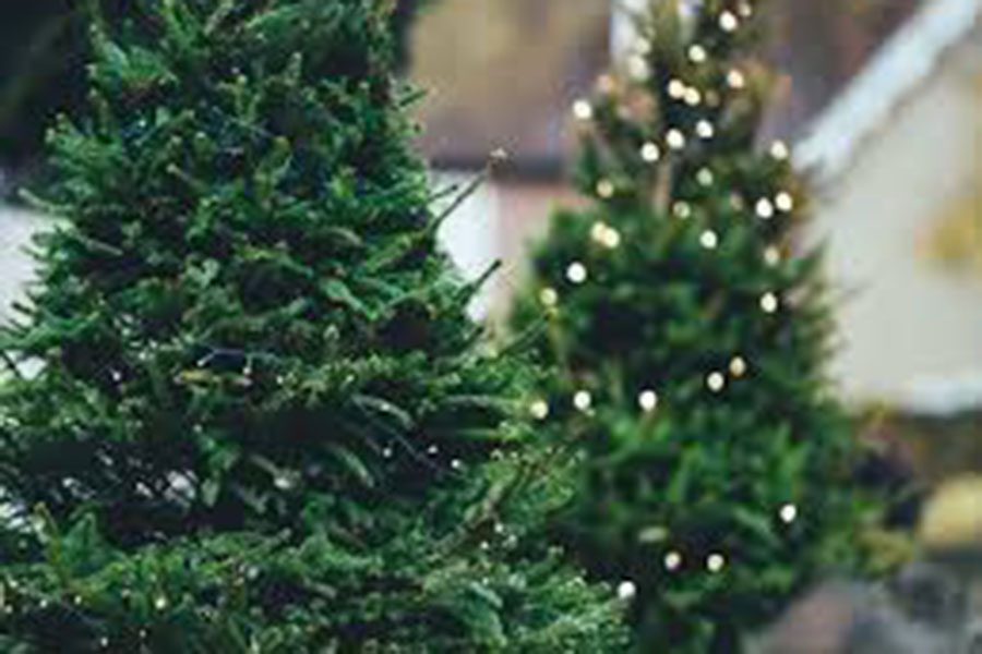 As the passage of Thanksgiving officially starts the holiday season, many families have already begun buying Christmas trees. Decorating a tree as a family brings people together and gets everyone in the merry mood. “I like all the decorations and the spirit that comes along with it,” said Victoria Bruzik ‘20.