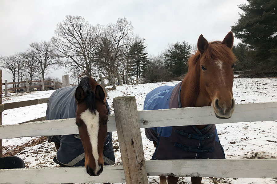 Ponies Winnie and Peanut wait excitedly to be brought inside for dinner. Horseback riding is all about the relationship between the horse and rider, where both parties do an equal amount of work, just in a different fashion. “Our jobs are different. I’m focused on location, I’m focused on striding, I’m focused on my test. I do a lot of the behind the scenes stuff,” said Laura Considine ‘20.