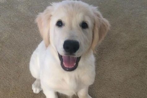 Dog of the week 🐕 12-30