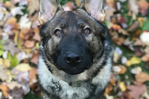 Dog of the Week 🐕 1-20