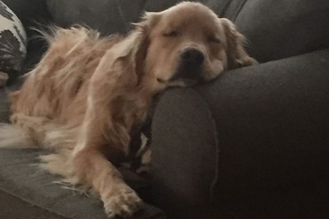Dog of the Week ๐ 2-3