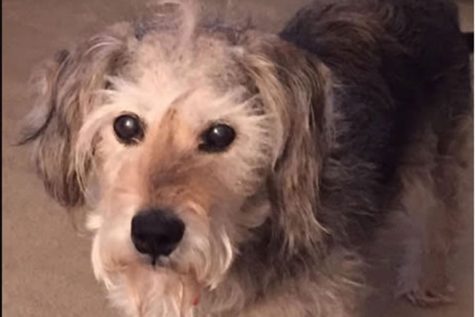 Dog of the Week ๐ 2-10