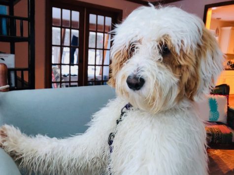Dog of the Week ๐ 3-24