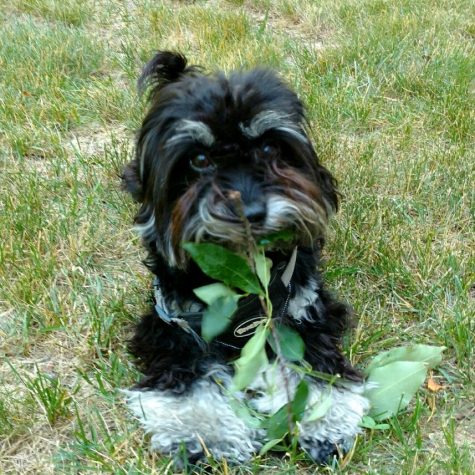 Dog of the Week ๐ 3-3
