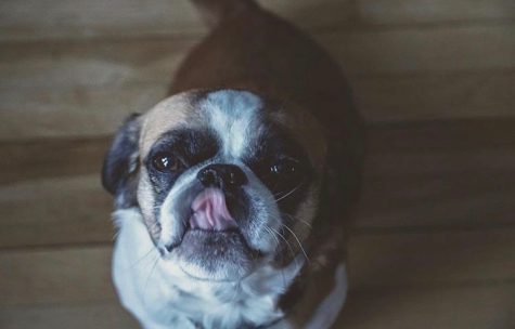 Dog of the Week π 4-7