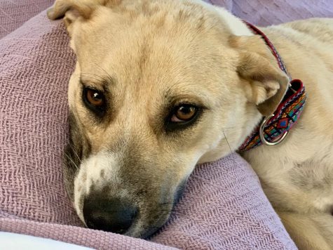 Dog of the Week π 5-12
