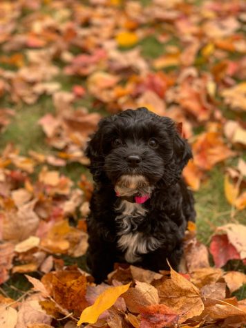 Dog of the Week π 11-11