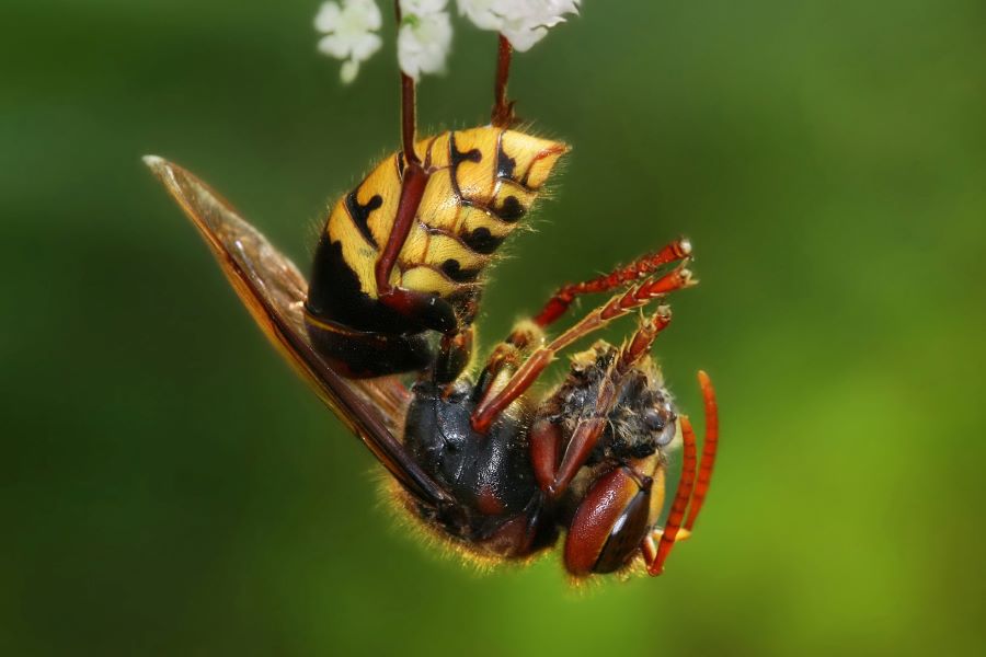 Being two inches long, it is the largest hornet in the world. It is mostly harmless to humans unless you disturb their nests. They are most dangerous to honey bees. Commonly found in China these hornets found their way to the US in late April early May.