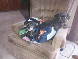 “On the left is Charlie Brown (hes a good boy!), who is a 9 year old Italian Greyhound/Chihuahua. On the right is Miss Daisy, a 9 year old Shi Tzu. We rescued these two from the same person who had to surrender all of her dogs. I helped rehome 2 of the four dogs surrendered and we adopted Charlie Brown and Daisy into our family.” said Balfour. 