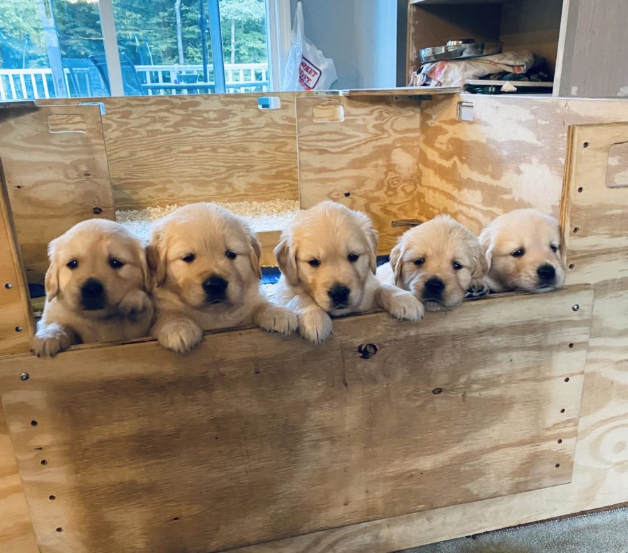 Puppies+of+Karben+Golden+Retrievers+from+the+2021+litter.+These+golden+pups+were+born+in+early+summer+of+2021%2C+and+the+litter+got+to+visit+an+Accel+English+10+class+on+the+last+day+of+school+at+HB+and+spread+happiness+all+around+with+their+fluffy+faces+and+happy+tail+wags.+%E2%80%9CI+feel+that+dogs+are+very+beneficial+to+the+health+of+people+because+they+are+loving%2C+and+crave+human+companionship%2C%E2%80%9D++said+Leslie+Costigan%2C+a+local+Labrador+Retriever+Breeder.