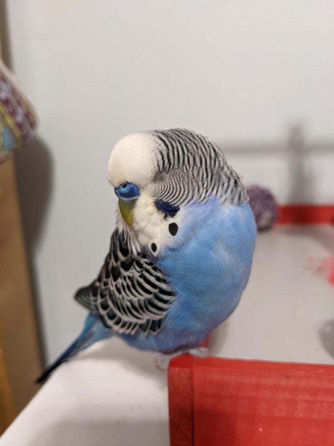 Darwin is a 4-year-old parakeet who knows many tricks and can say many words and phrases. Some of his favorite things to say are bird, hello, and kisses. He also has a substantial following on Instagram where helps teach new bird owners about proper bird care. 