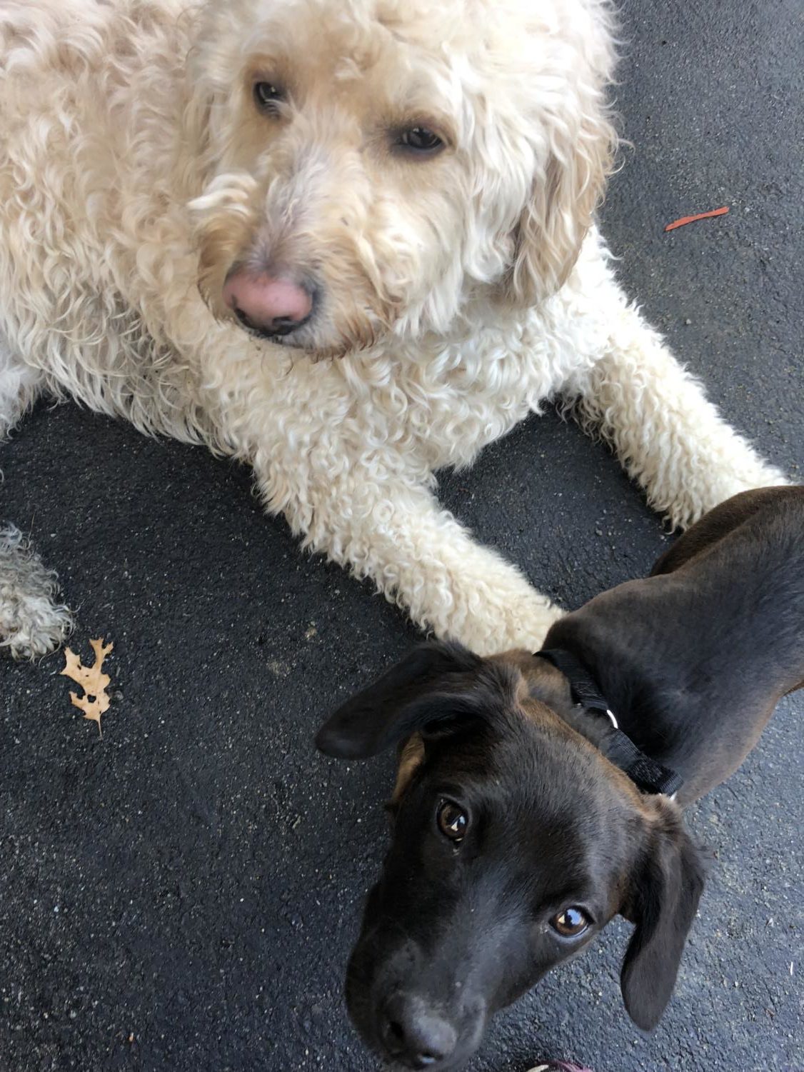 They are BEST friends. They love long walks and chasing each other in the yard. Finn also loves swimming, but he hasn’t converted Zoey yet. She is firmly a land-based cutie (and part-time Easter bunny).