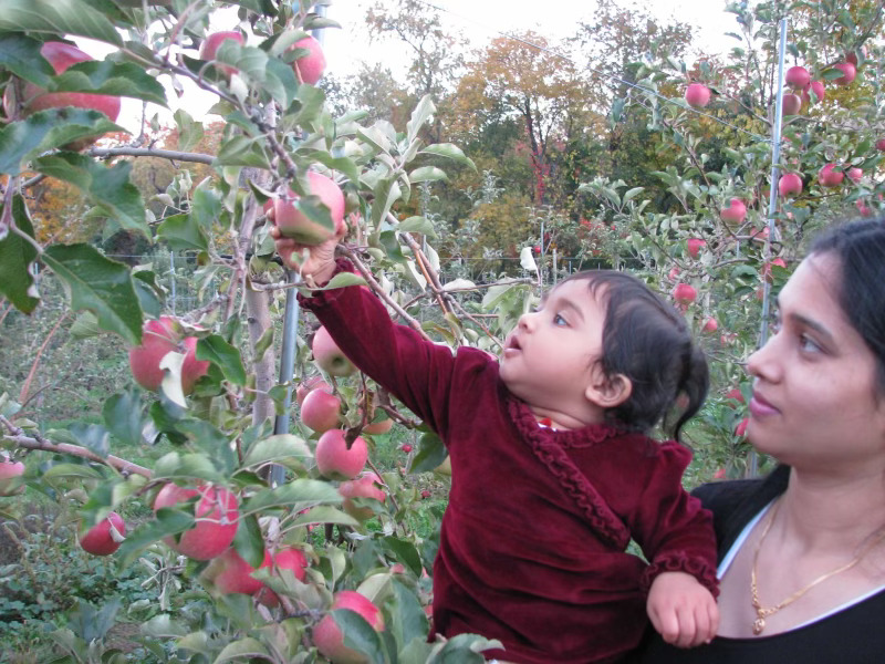 Kirti Das at Brookdale Farm picking apples with her mother. As a child, Das is seen grabbing an apple to pluck off the tree. “Kirti was very eager to pick apples for her first time,” said Leena Ray, Das’ mother.