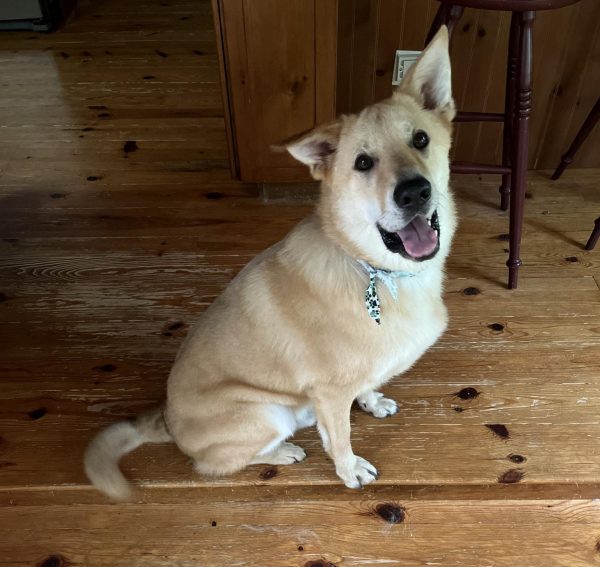 Tumi, a Chinook dog, sits very happily after getting a grooming.