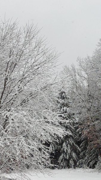 Snow arbitrarily covers everything in its path in a serene blanket, resisting humanity's futile attempt to melt it with salt. From dismal slush to beautiful dry powder, snow is truly a natural wonder.   "I like the fluffy snow because it's really pretty," said Nova Adler '25.